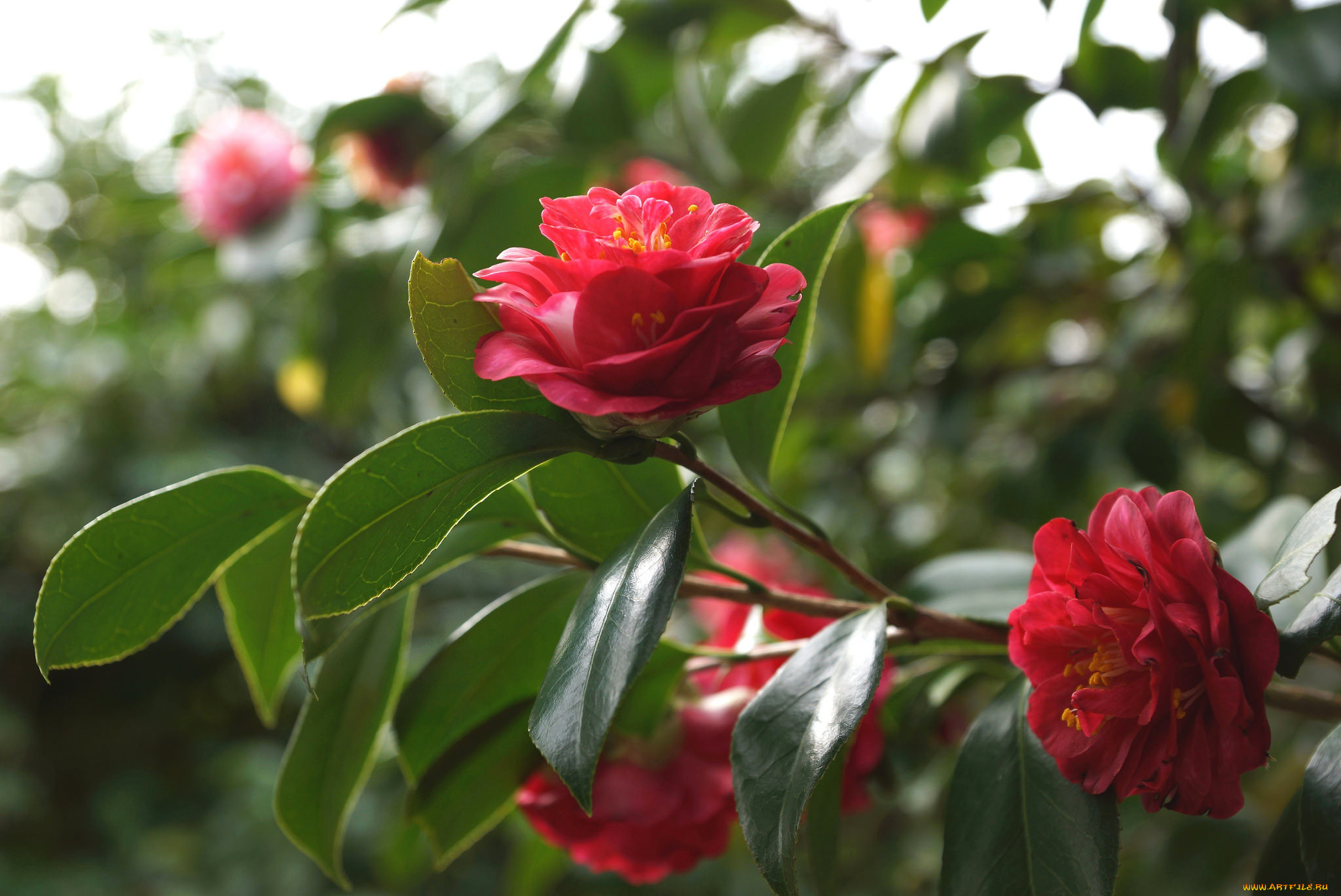 , , , , , , , shrubs, leaf, camellia, bud, flowering